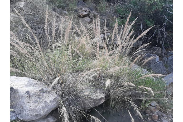 Muhlenbergia emersleyi -13592