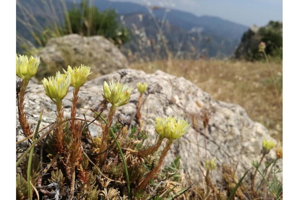 Geel-witte sedum