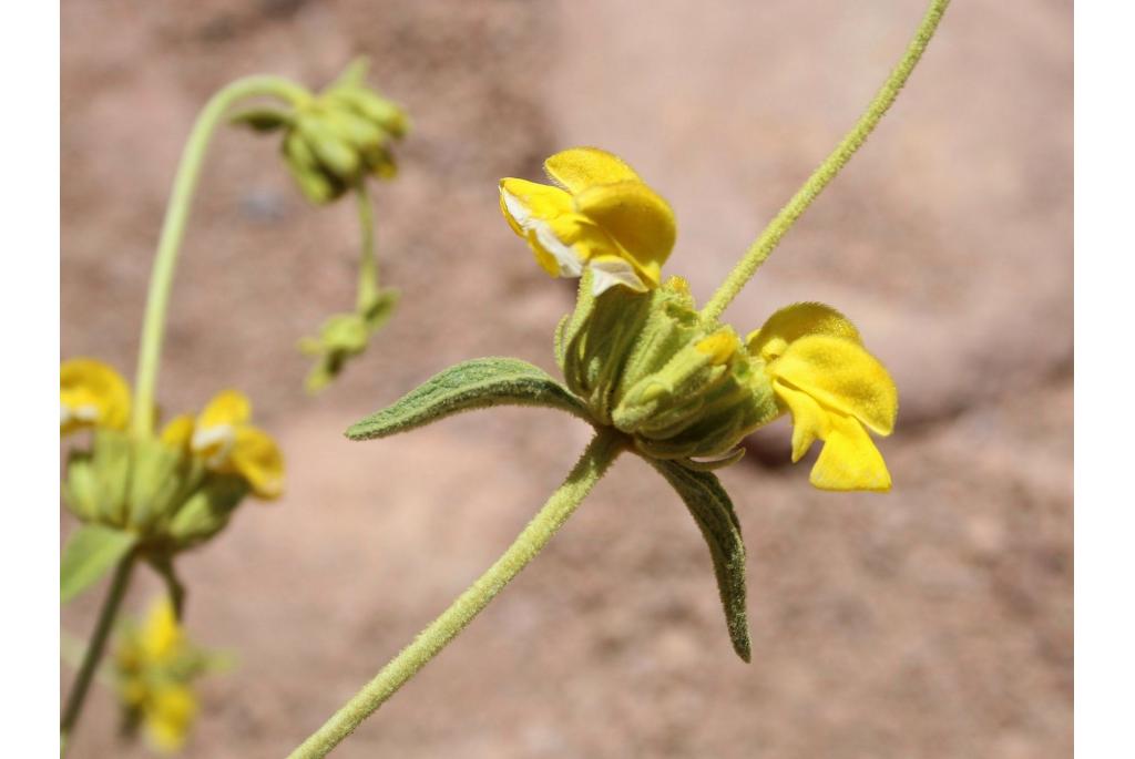 Gouden phlomis