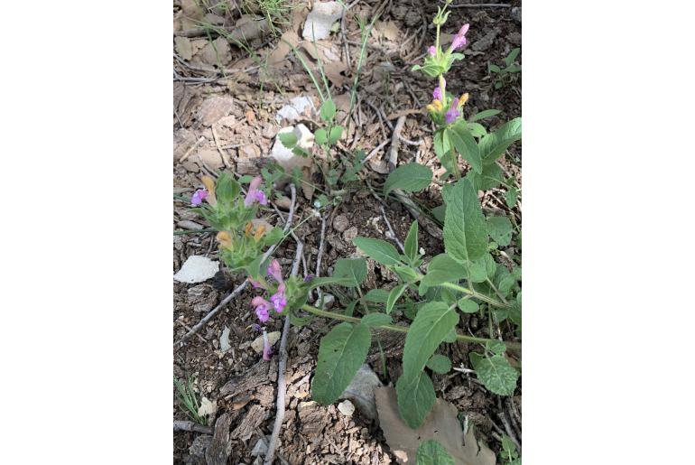 Salvia bracteata -13605