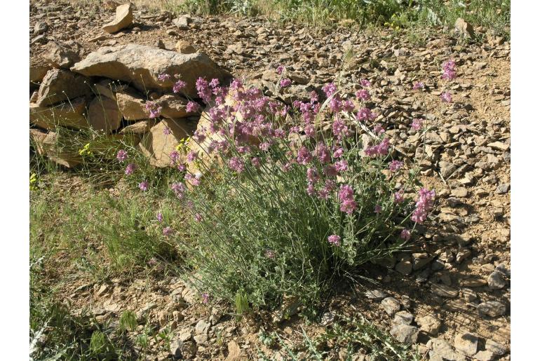 Salvia hydrangea -13606