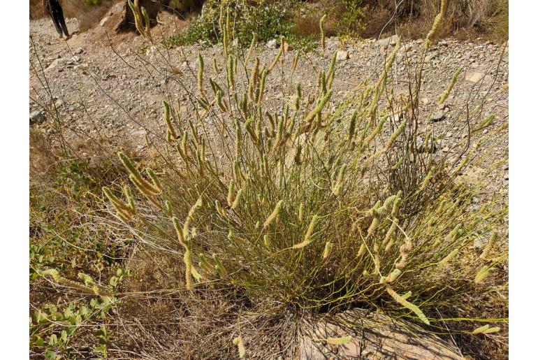 Sideritis lasiantha -13614