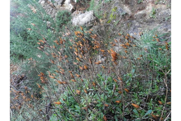 Silene fruticosa -13615