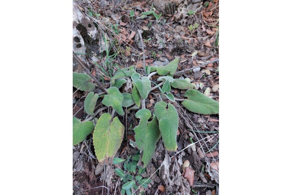 Bové's phlomis