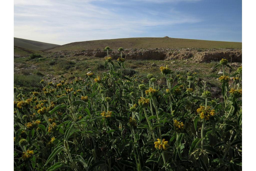 Breedharige phlomis