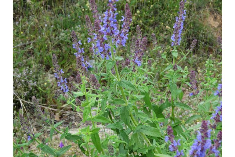 Salvia amplexicaulis -13624