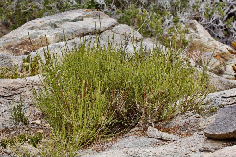 Ephedra chilensis -13671