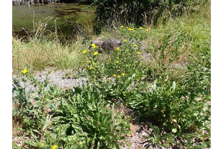 Grindelia integrifolia -13673