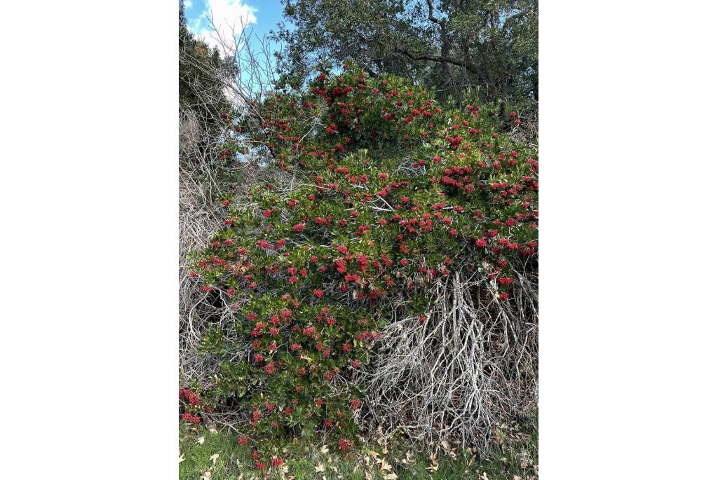 Toyon