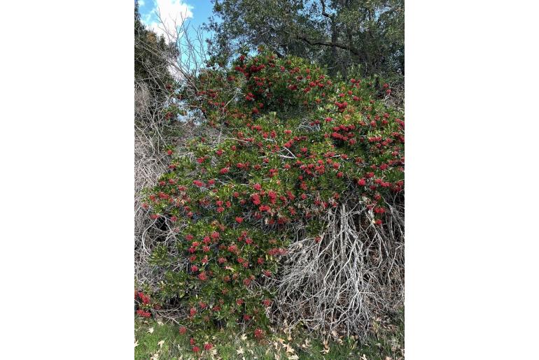 Photinia arbutifolia -13676