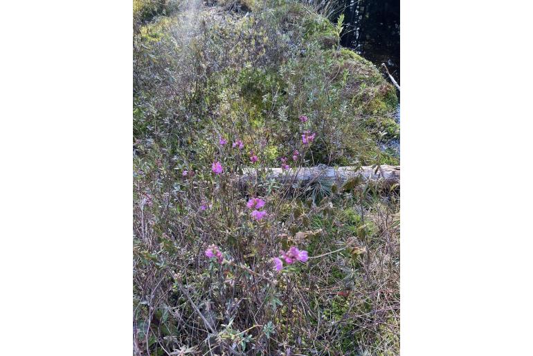 Kalmia microphylla -13682