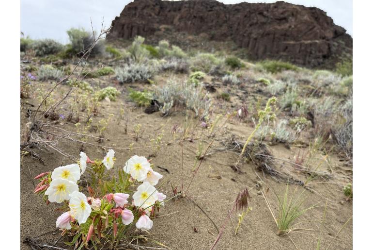 Oenothera pallida -13702