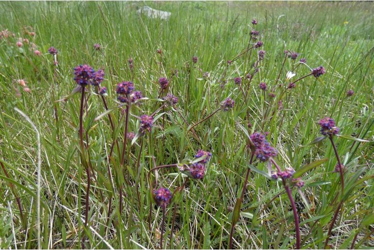 Penstemon procerus -13706