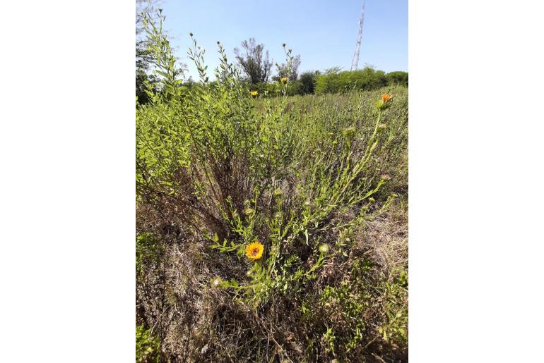 Grindelia pulchella -13714