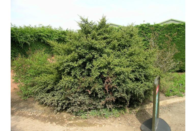 Podocarpus laetus -13723