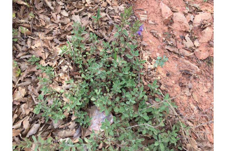 Salvia heldreichiana -13727