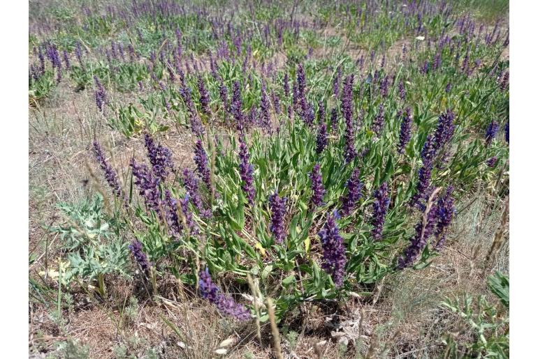 Salvia nemorosa -13728