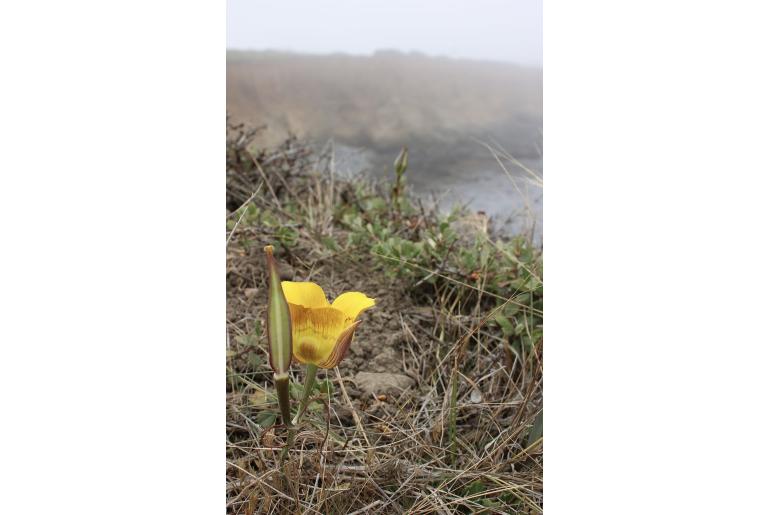 Calochortus clavatus var recurvifolius -13740