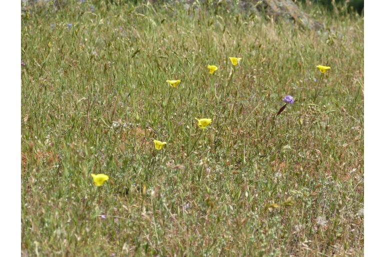 Calochortus luteus -13746