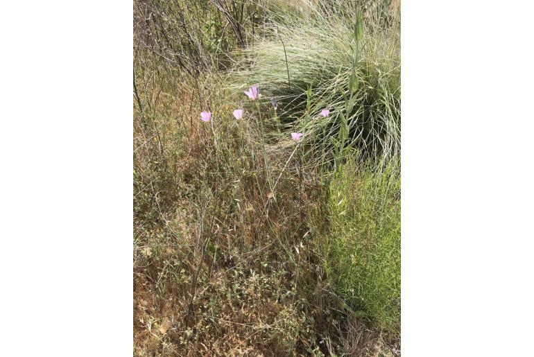 Calochortus palmeri var munzii -13748