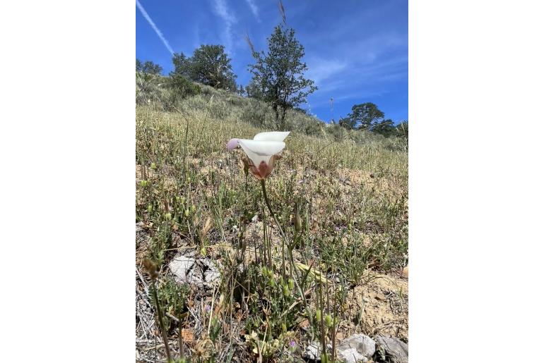 Calochortus simulans -13751