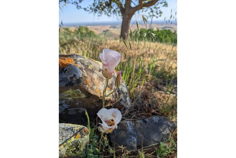 Calochortus venustus -13754