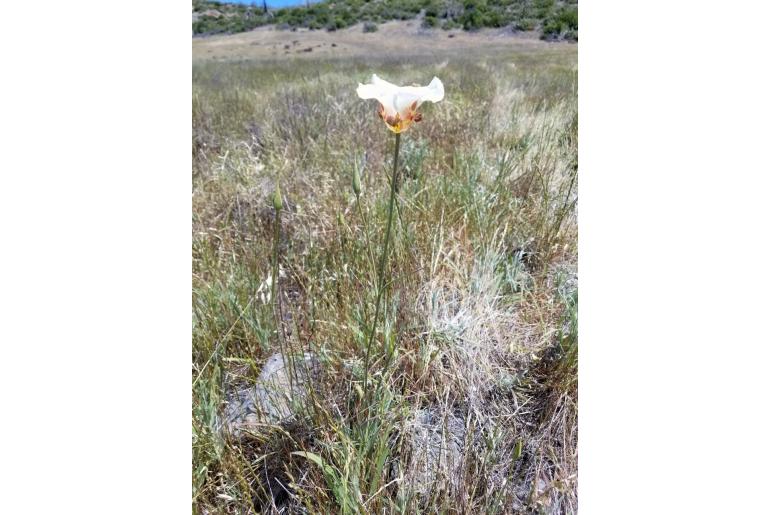 Calochortus vestae -13755