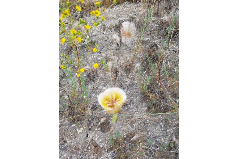 Calochortus weedii var intermedius -13756