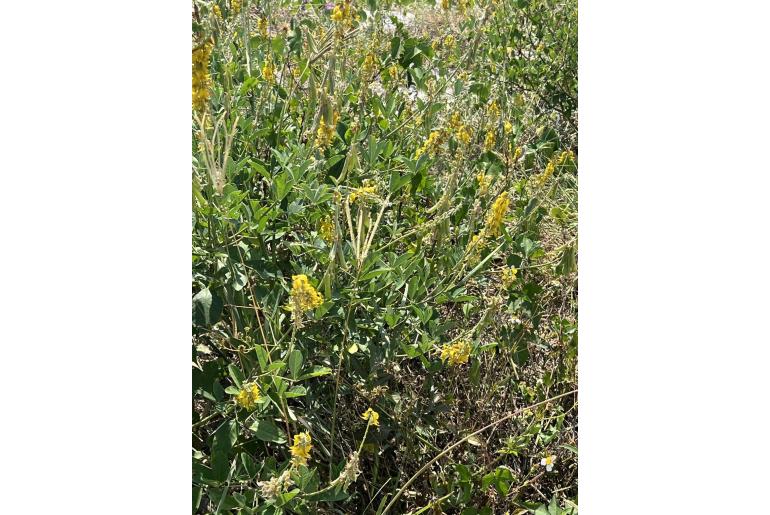 Crotalaria pallida -13769