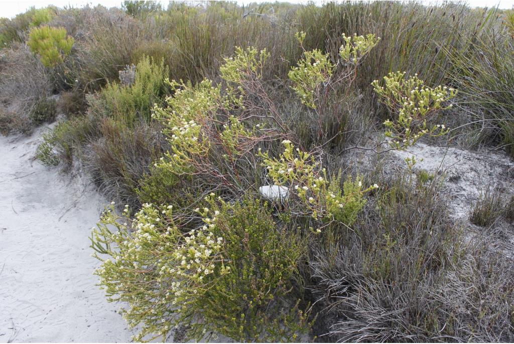 Diosma met tegenstrijdig blad