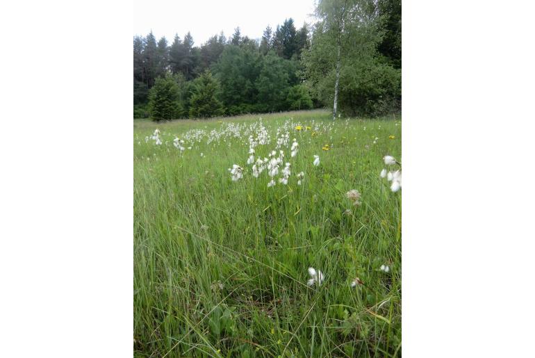 Eriophorum latifolium -13789