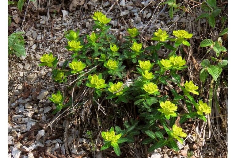 Euphorbia verrucosa -13793