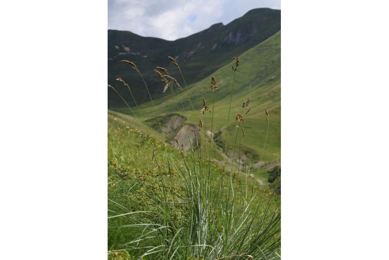 Patzkea paniculata -13794