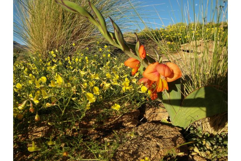 Gladiolus equitans -13806