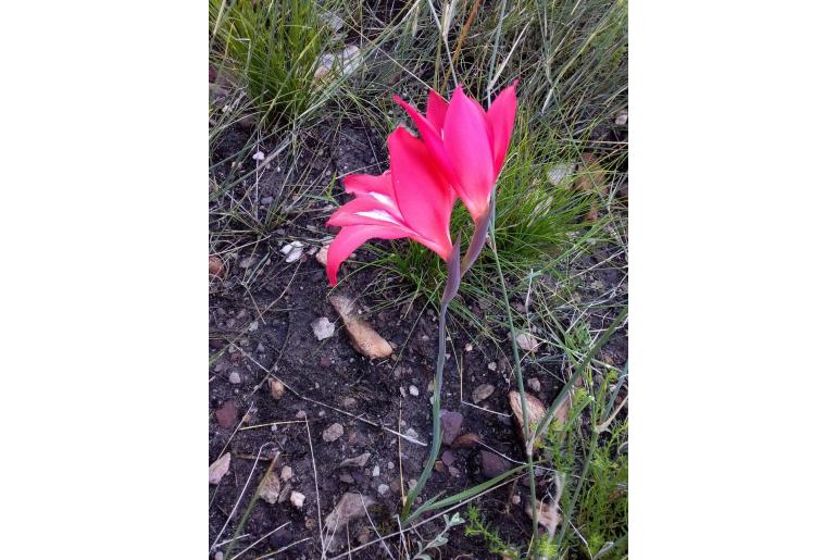 Gladiolus stefaniae -13808