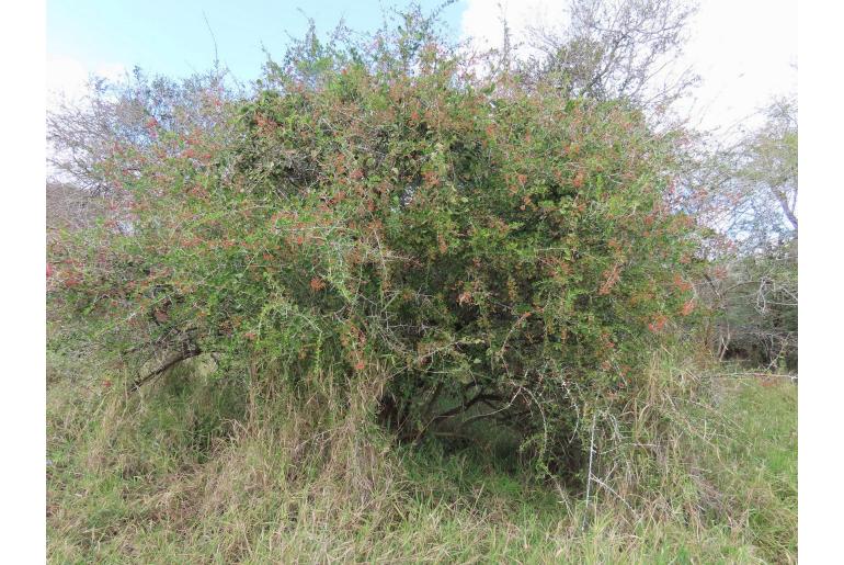 Gymnosporia maranguensis -13811