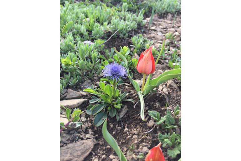 Tulipa armena -13815