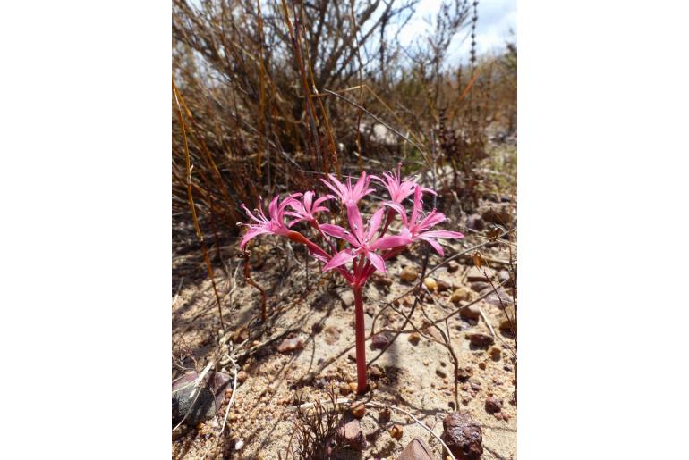 Brunsvigia elandsmontana -13822