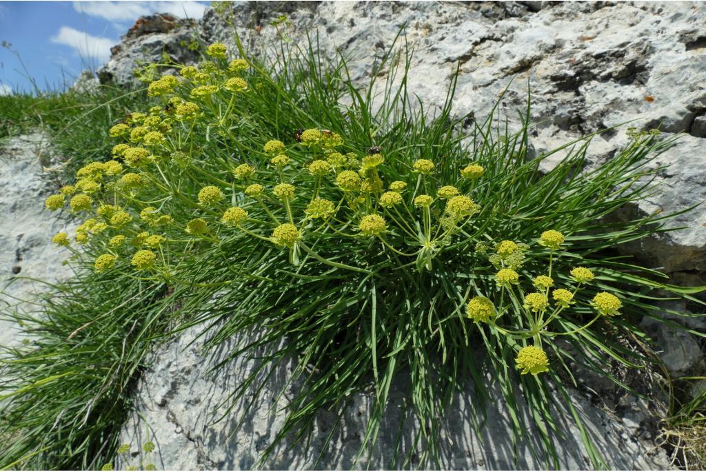 Goudscherm met boterbloem-blad