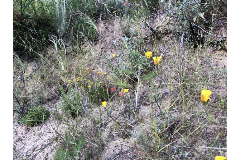 Calochortus clavatus var clavatus -13825