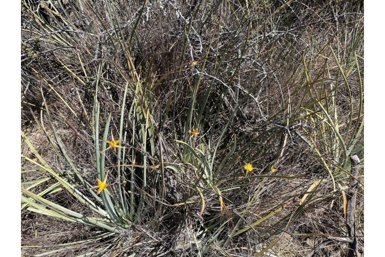 Calochortus obispoensis -13828