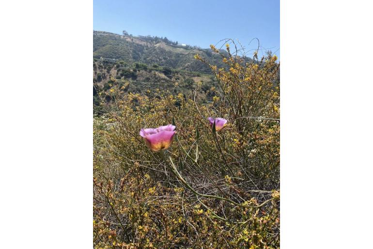 Calochortus plummerae -13829