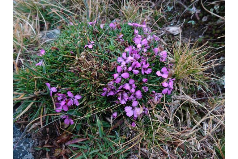 Dianthus microlepis -13837