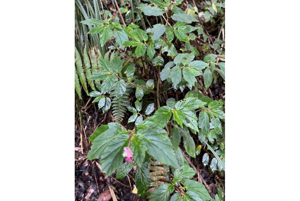 Stekende bladbegonia