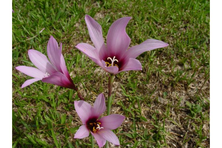 Zephyranthes brachyandra -13852