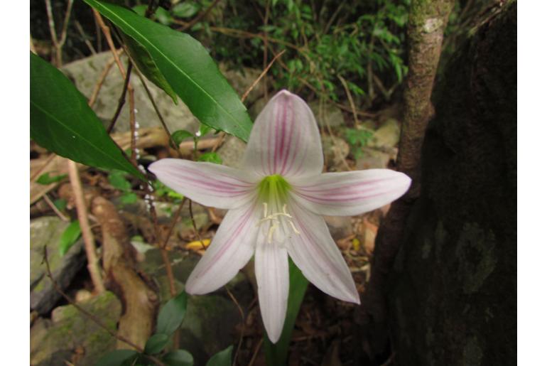 Zephyranthes blumenavia -13864