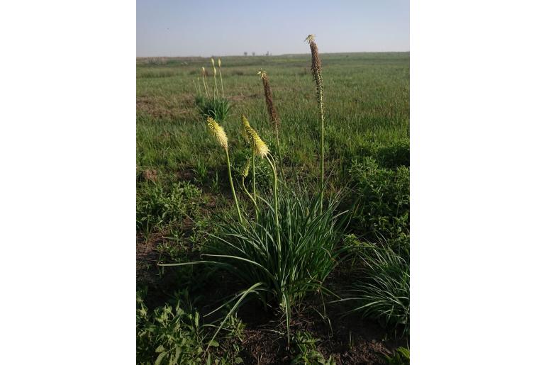 Kniphofia ensifolia -13886