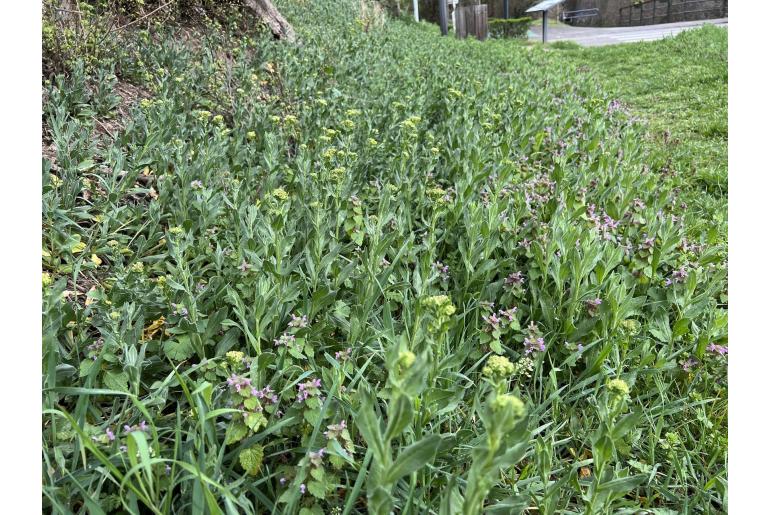 Lepidium draba -13892