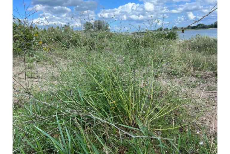 Lepidium graminifolium -13893