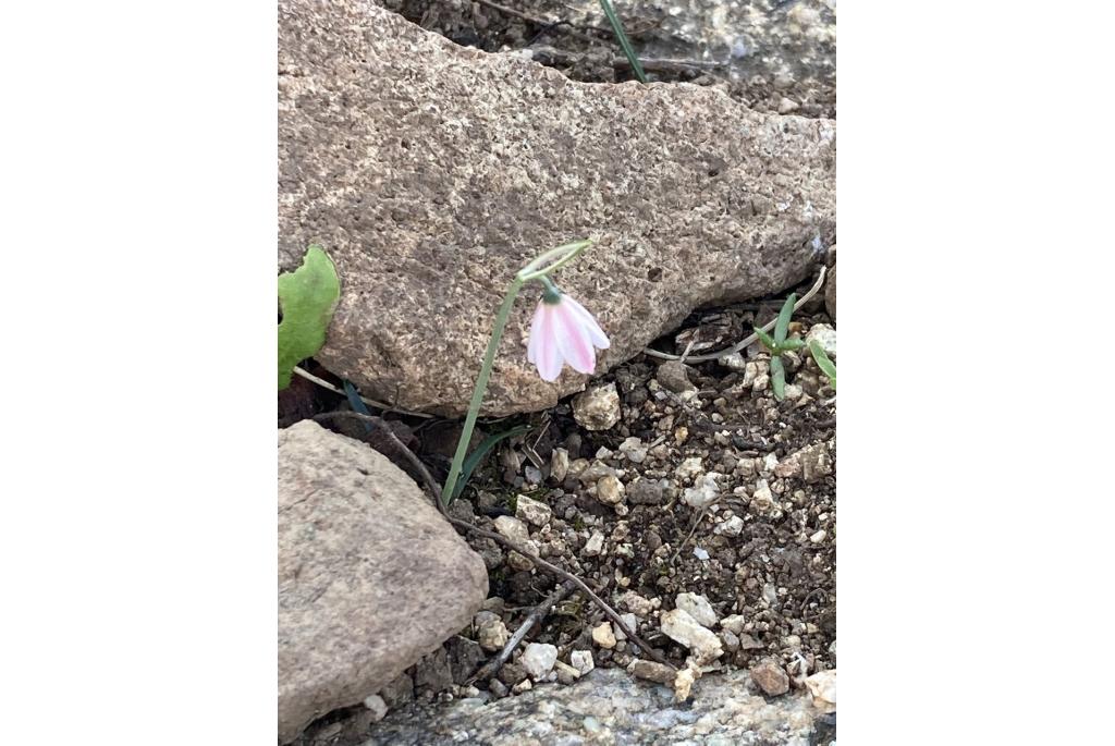 Roze herfstklokje